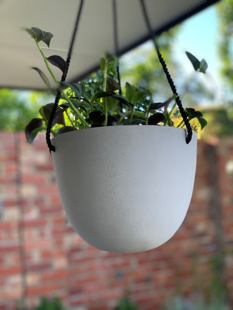 Hanging Basket Bonnie